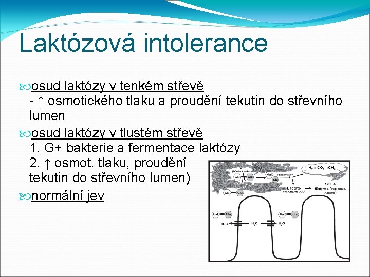 Laktózová intolerance osud laktózy v tenkém střevě - ↑ osmotického tlaku a proudění tekutin