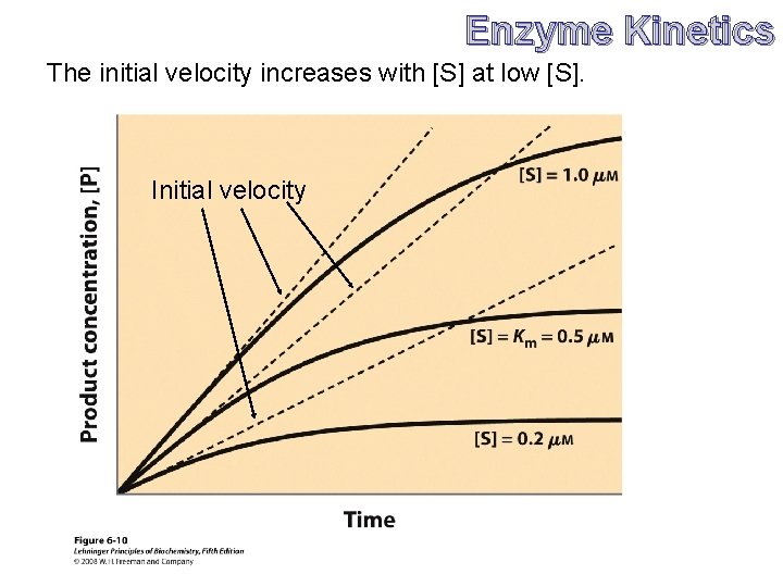 Enzyme Kinetics The initial velocity increases with [S] at low [S]. Initial velocity 