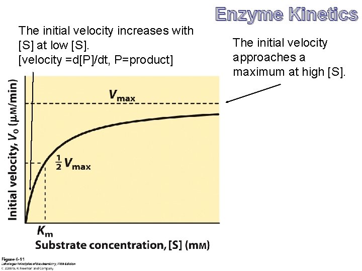 The initial velocity increases with [S] at low [S]. [velocity =d[P]/dt, P=product] Enzyme Kinetics