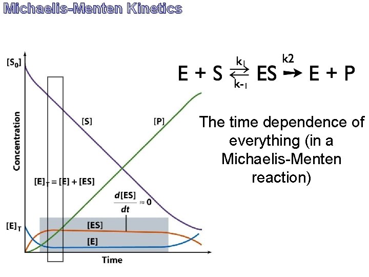 Michaelis-Menten Kinetics The time dependence of everything (in a Michaelis-Menten reaction) 