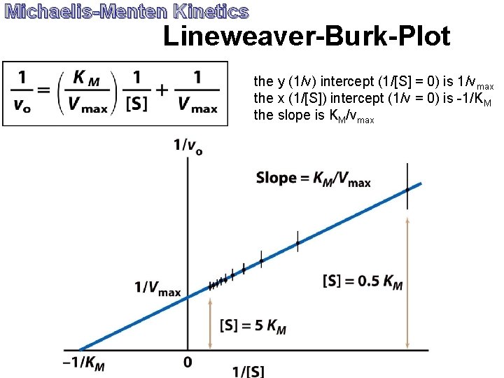 Michaelis-Menten Kinetics Lineweaver-Burk-Plot the y (1/v) intercept (1/[S] = 0) is 1/vmax the x
