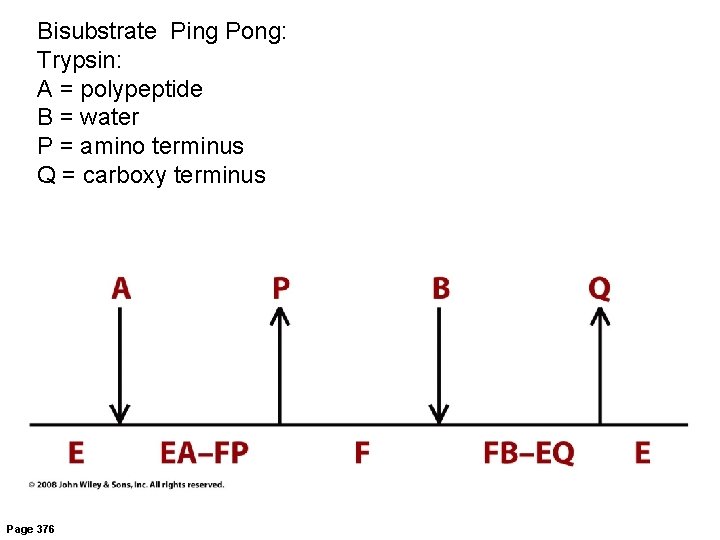 Bisubstrate Ping Pong: Trypsin: A = polypeptide B = water P = amino terminus