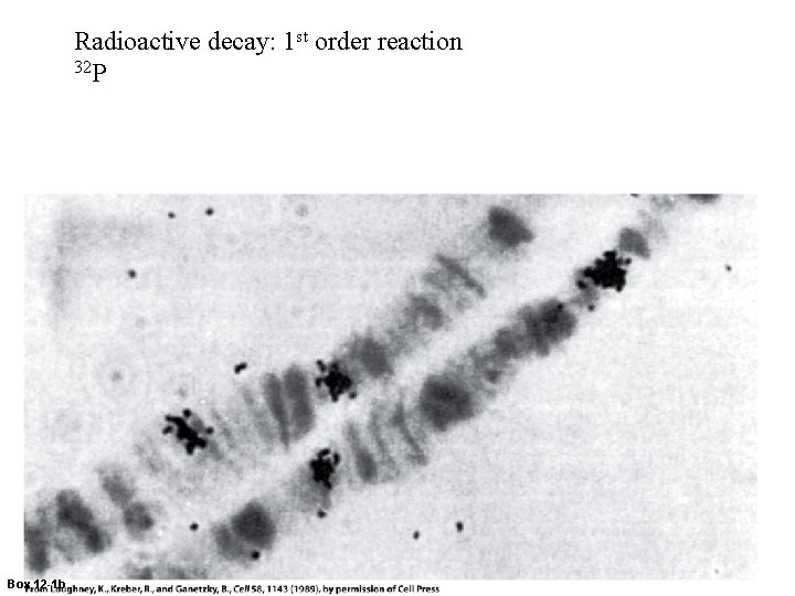 Radioactive decay: 1 st order reaction 32 P Box 12 -1 b 