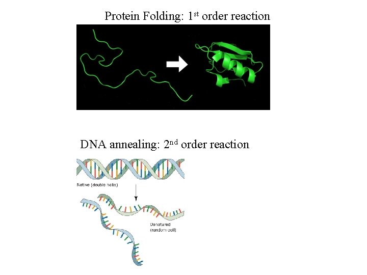 Protein Folding: 1 st order reaction DNA annealing: 2 nd order reaction 