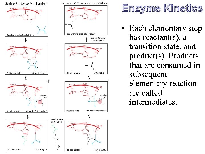 Enzyme Kinetics • Each elementary step has reactant(s), a transition state, and product(s). Products