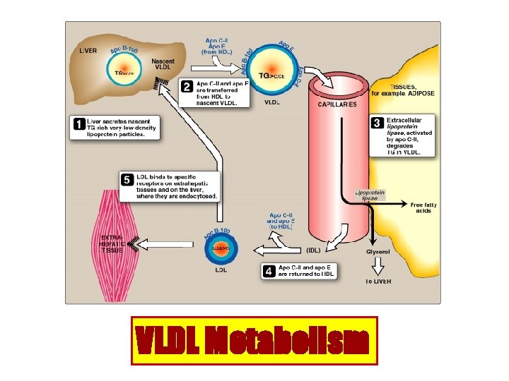 VLDL Metabolism 