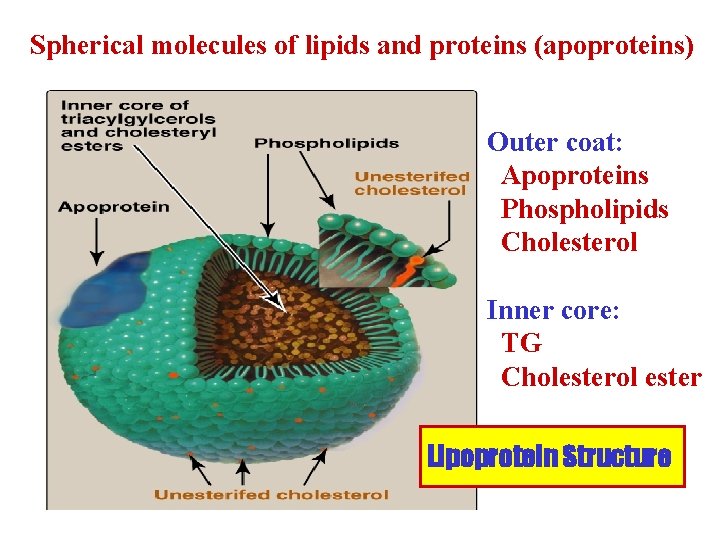 Spherical molecules of lipids and proteins (apoproteins) Outer coat: Apoproteins Phospholipids Cholesterol Inner core: