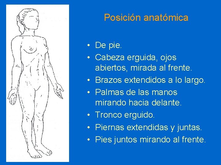 Posición anatómica • De pie. • Cabeza erguida, ojos abiertos, mirada al frente. •