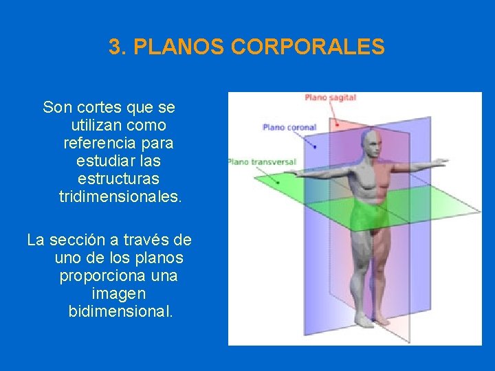 3. PLANOS CORPORALES Son cortes que se utilizan como referencia para estudiar las estructuras