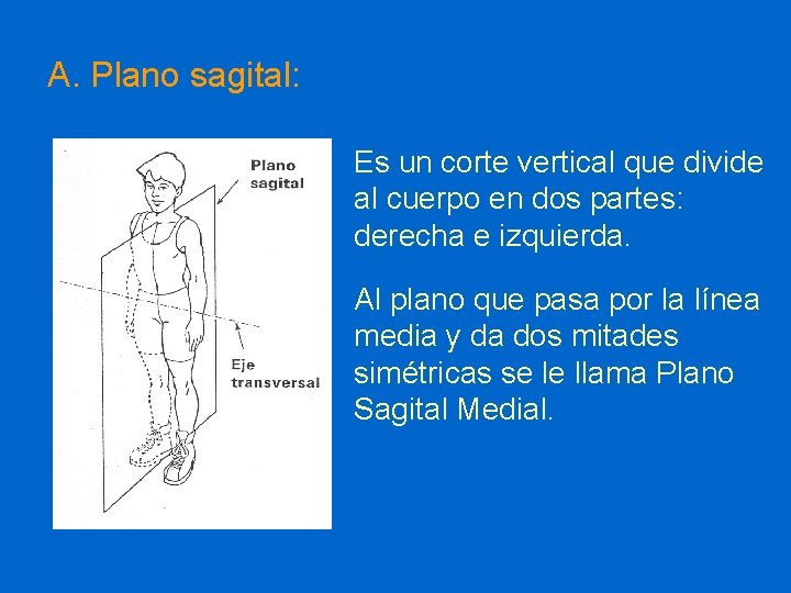 A. Plano sagital: Es un corte vertical que divide al cuerpo en dos partes: