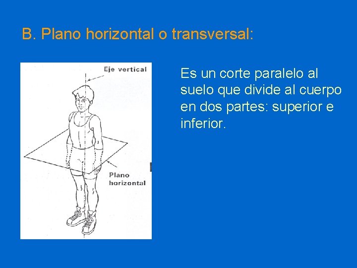 B. Plano horizontal o transversal: Es un corte paralelo al suelo que divide al