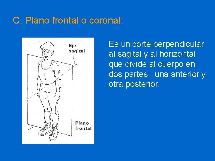 C. Plano frontal o coronal: Es un corte perpendicular al sagital y al horizontal