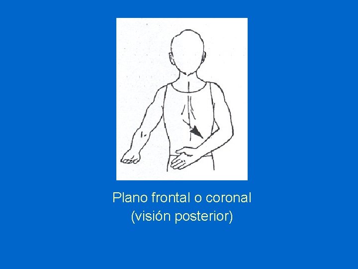 Plano frontal o coronal (visión posterior) 