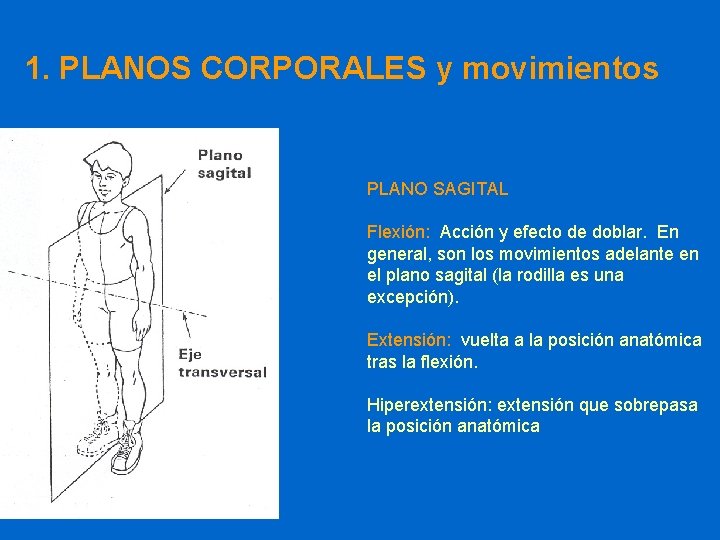 1. PLANOS CORPORALES y movimientos PLANO SAGITAL Flexión: Acción y efecto de doblar. En