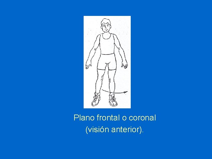 Plano frontal o coronal (visión anterior). 
