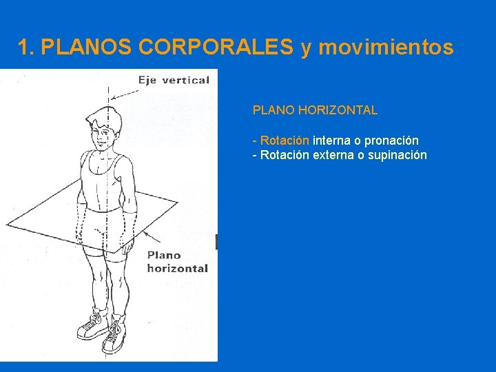 1. PLANOS CORPORALES y movimientos PLANO HORIZONTAL - Rotación interna o pronación - Rotación