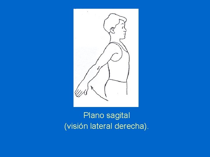 Plano sagital (visión lateral derecha). 