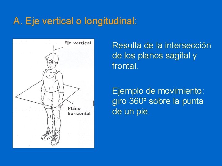 A. Eje vertical o longitudinal: Resulta de la intersección de los planos sagital y