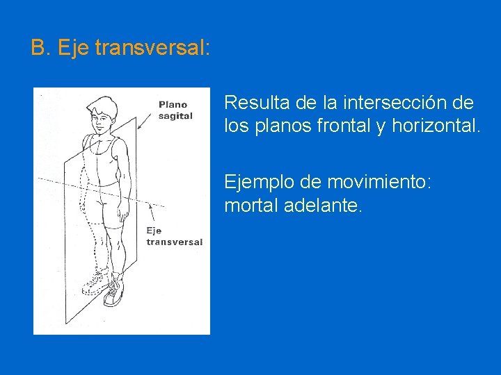B. Eje transversal: Resulta de la intersección de los planos frontal y horizontal. Ejemplo