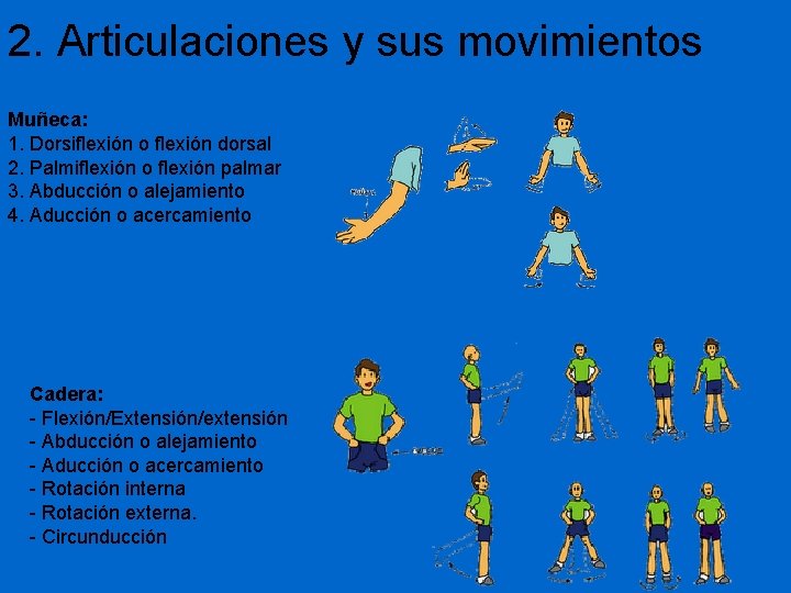 2. Articulaciones y sus movimientos Muñeca: 1. Dorsiflexión o flexión dorsal 2. Palmiflexión o