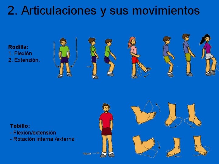 2. Articulaciones y sus movimientos Rodilla: 1. Flexión 2. Extensión. Tobillo: - Flexión/extensión -