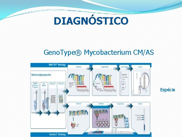 DIAGNÓSTICO Geno. Type® Mycobacterium CM/AS Espécie 