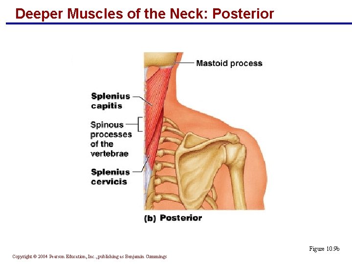 Deeper Muscles of the Neck: Posterior Figure 10. 9 b Copyright © 2004 Pearson