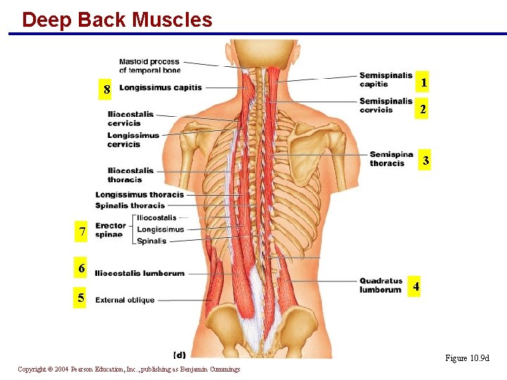 Deep Back Muscles 1 8 2 3 7 6 5 4 Figure 10. 9