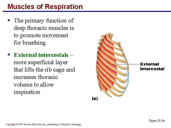 Muscles of Respiration § The primary function of deep thoracic muscles is to promote