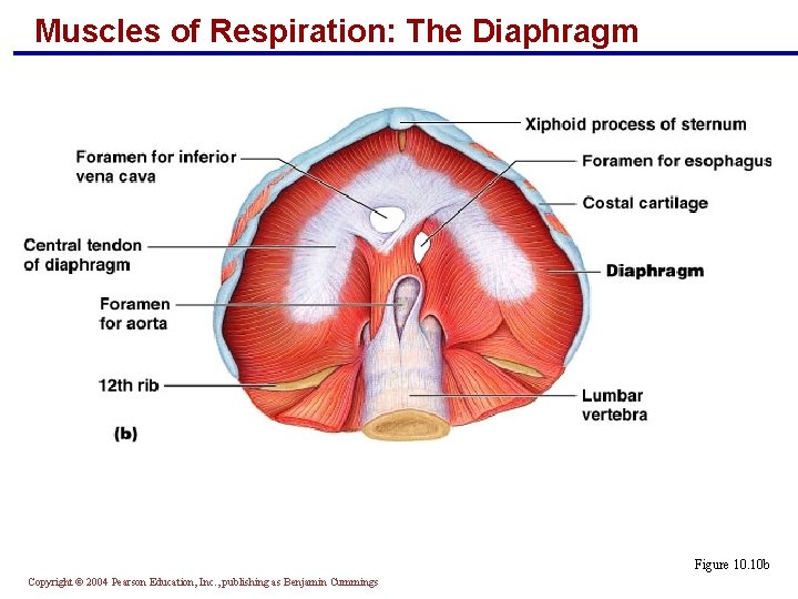 Muscles of Respiration: The Diaphragm Figure 10. 10 b Copyright © 2004 Pearson Education,