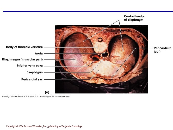Copyright © 2004 Pearson Education, Inc. , publishing as Benjamin Cummings 