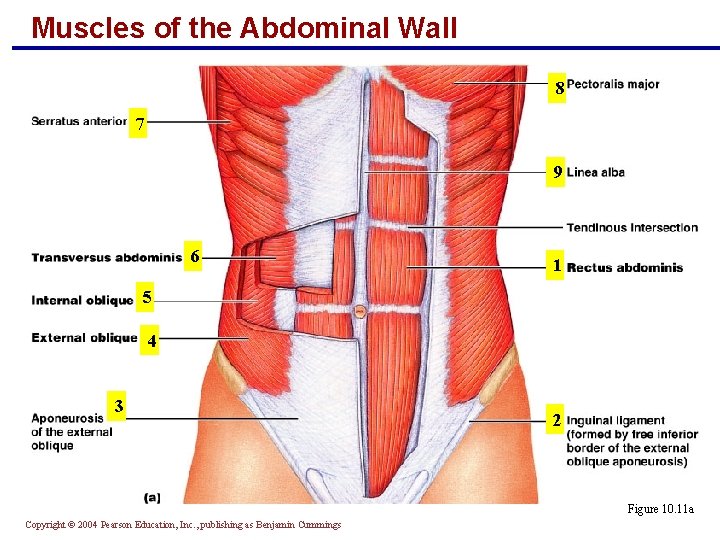 Muscles of the Abdominal Wall 8 7 9 6 1 5 4 3 2