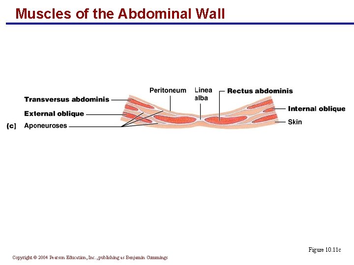 Muscles of the Abdominal Wall Figure 10. 11 c Copyright © 2004 Pearson Education,