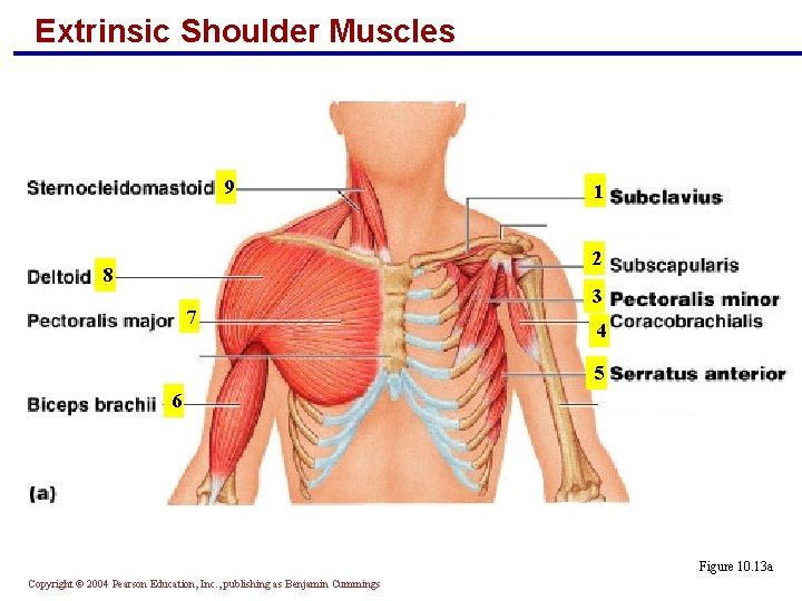 Extrinsic Shoulder Muscles 9 1 2 8 7 3 4 5 6 Figure 10.