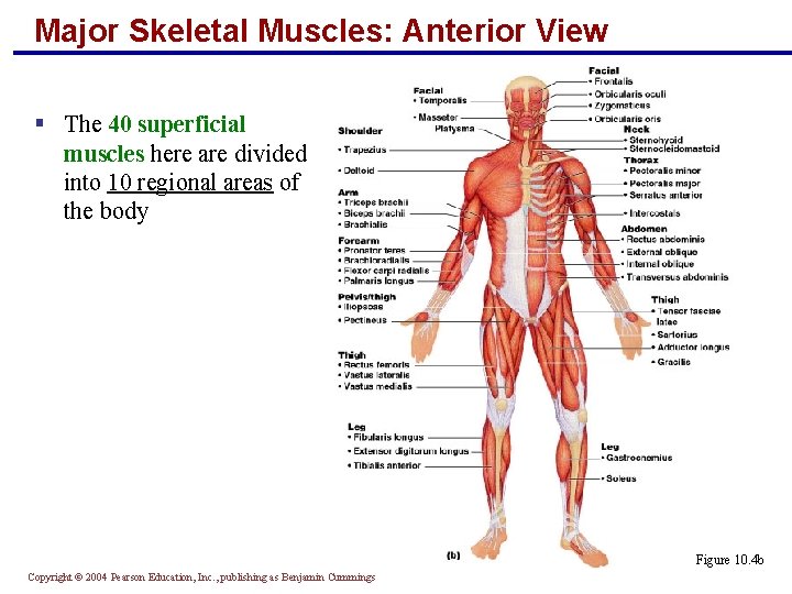Major Skeletal Muscles: Anterior View § The 40 superficial muscles here are divided into