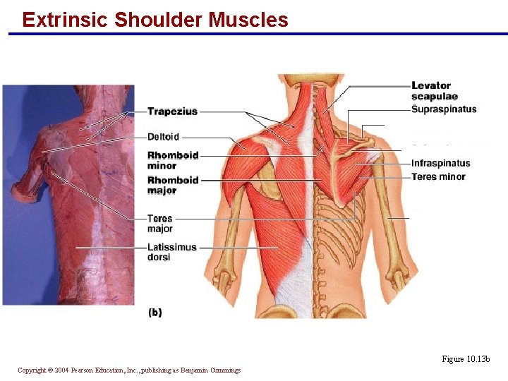 Extrinsic Shoulder Muscles Figure 10. 13 b Copyright © 2004 Pearson Education, Inc. ,