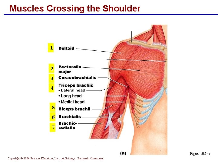Muscles Crossing the Shoulder 1 2 3 4 5 6 7 Figure 10. 14