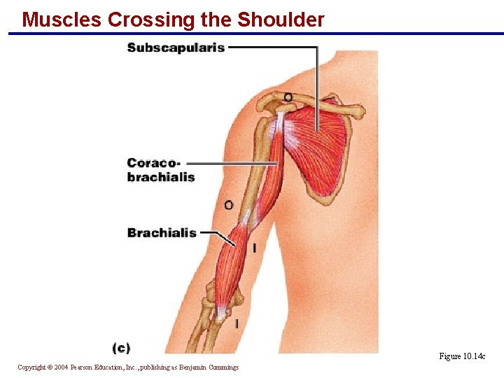 Muscles Crossing the Shoulder Figure 10. 14 c Copyright © 2004 Pearson Education, Inc.