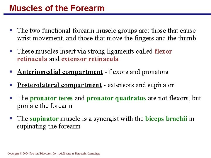 Muscles of the Forearm § The two functional forearm muscle groups are: those that
