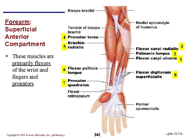 Forearm: Superficial Anterior Compartment § These muscles are primarily flexors of the wrist and