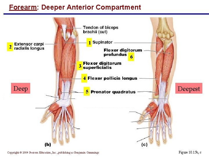 Forearm: Deeper Anterior Compartment 1 2 6 3 4 Deep 5 Copyright © 2004