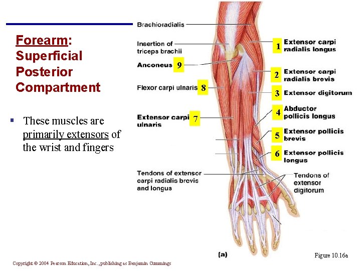 Forearm: Superficial Posterior Compartment § These muscles are primarily extensors of the wrist and