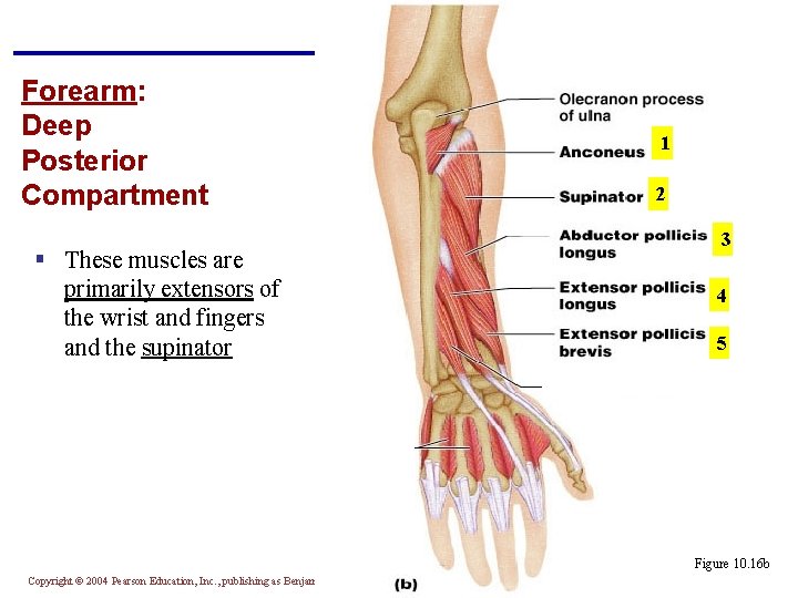 Forearm: Deep Posterior Compartment § These muscles are primarily extensors of the wrist and