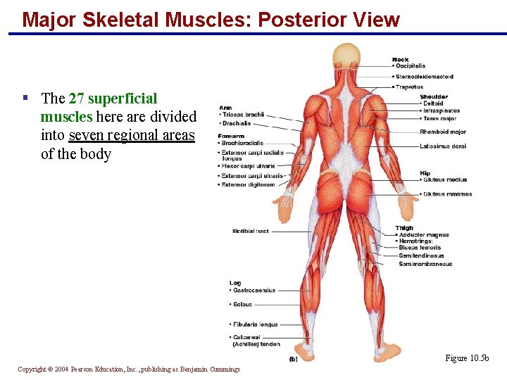 Major Skeletal Muscles: Posterior View § The 27 superficial muscles here are divided into