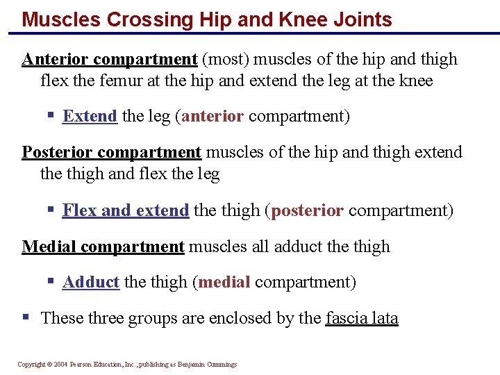 Muscles Crossing Hip and Knee Joints Anterior compartment (most) muscles of the hip and