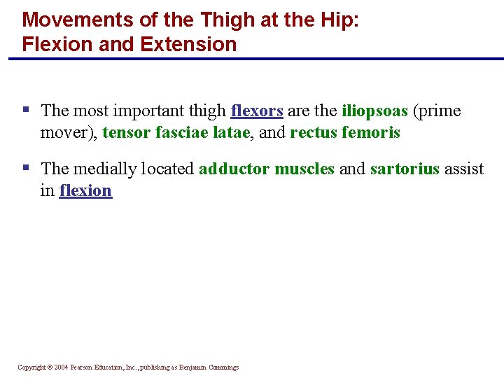 Movements of the Thigh at the Hip: Flexion and Extension § The most important