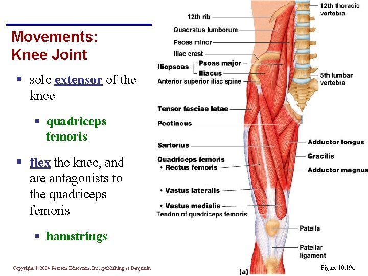 Movements: Knee Joint § sole extensor of the knee § quadriceps femoris § flex