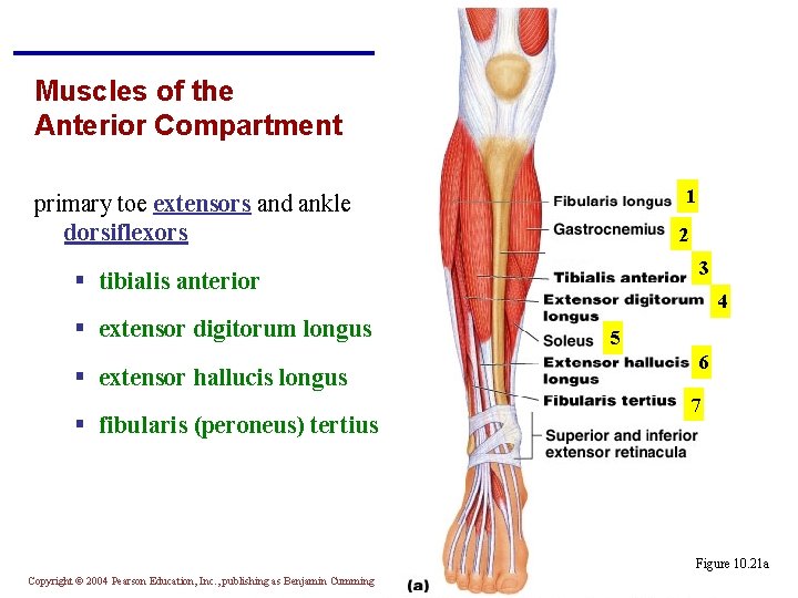 Muscles of the Anterior Compartment 1 primary toe extensors and ankle dorsiflexors 2 3