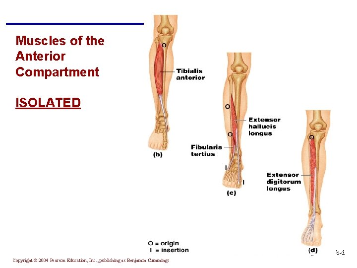 Muscles of the Anterior Compartment ISOLATED Figure 10. 21 b-d Copyright © 2004 Pearson