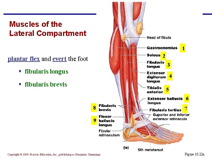 Muscles of the Lateral Compartment 1 2 plantar flex and evert the foot 3